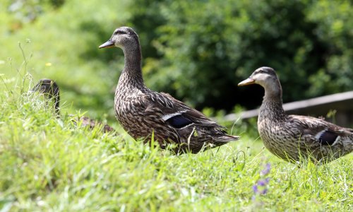 Ministarstvo upozorava: Sve je više divljih ptica pozitivno na ptičju gripu