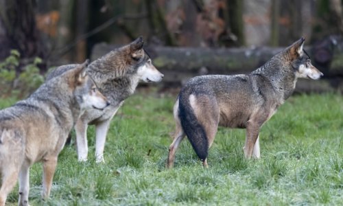 Populacija ugroženih vukova raste, vlasti su morali usmrtiti dio čopora: 'Možda ovo nije stanište za njih'