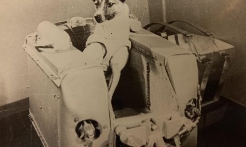 Prije 68 godina prokrčila je ljudima put u svemir: Priča o mješanki s ulica Moskve koja je promijenila povijest