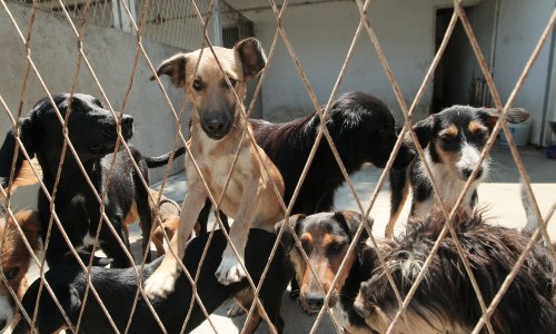 Iz romskih naselja u Međimurju u jednom danu izvučeno 37 pasa: 'Stanje je izvan kontrole'