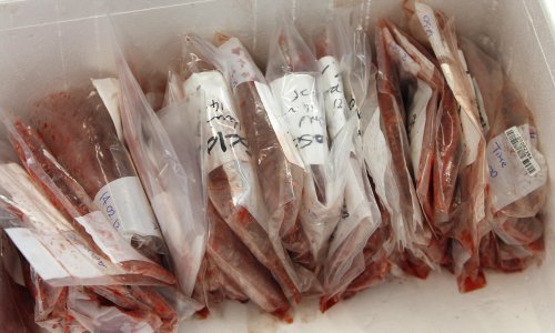 Otkud piletina iz doba Vijetnamskog rata i Mao Ce-tunga?