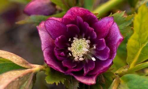 Šareni zimski vrt: Evo koje cvijeće raste čak i kroz snijeg