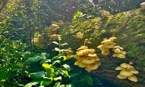 Delikatesna gljiva iz Europe prijeti domaćim gljivama u SAD-u