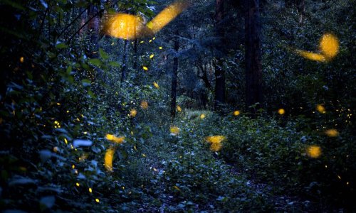 Krijesnice nestaju diljem Europe, ali postoji tračak nade