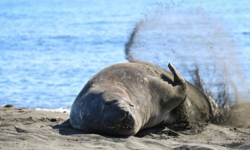 Katastrofa u oceanu: Ptičja gripa desetkovala najvećeg tuljana na svijetu