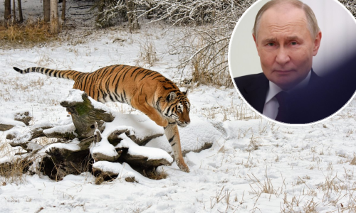 'Tigrovi su gladni': Haraju po sibirskim selima i napadaju ljude. Putin i tu ima svoje prste