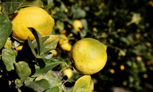 Južna Afrika ostvarila rekordan izvoz agruma