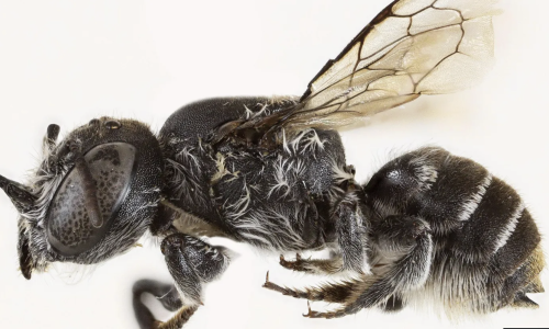 Otkrivena nova vrsta domaće pčele, prozvana je Lucifer: Ime joj savršeno pristaje