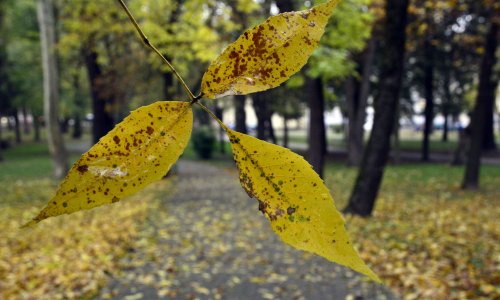Možemo: Rušiti drveće da bi se gradili parkovi pogrešno je i neprihvatljivo