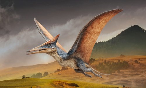 U fosiliziranom izmetu dinosaura pronađena nova vrsta letećeg gmaza