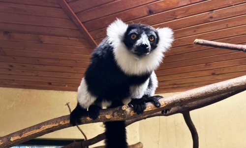 Ženka čupavouhih lemura iz Hrvatske ključna za uzgoj te kritično ugrožene vrste