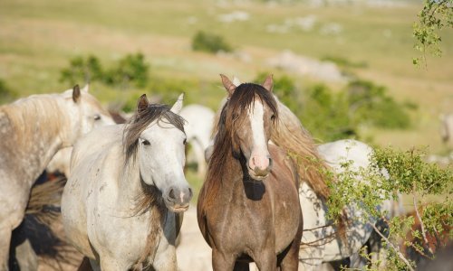 Potpisan ugovor o studiji za upravljanje krdom divljih konja kod Livna