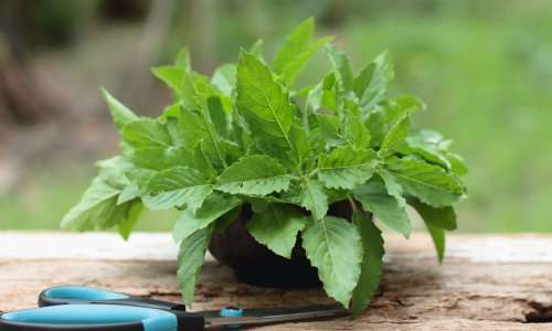 Ova osvježavajuća biljka smanjuje nadutost i opušta tijelo, ali važan je odabir prave vrste