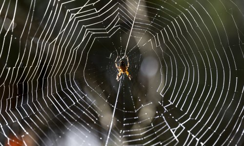 U Grčkoj otkrivena golema paukova mreža s 111.000 paukova