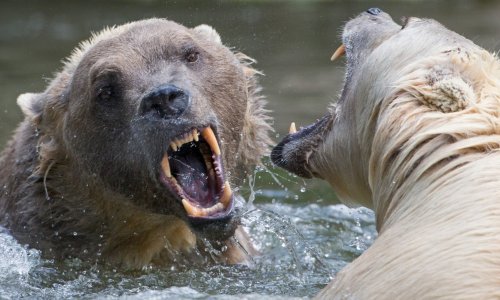 Medvjed napao i ozlijedio razred na izletu: Vlasti pozvale ljude da ostanu u kućama