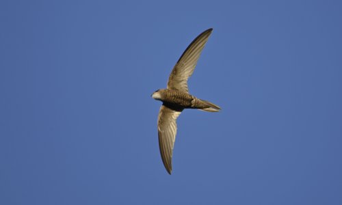 Održan izbor za 'Pticu godine', pobjednica je crna čiopa