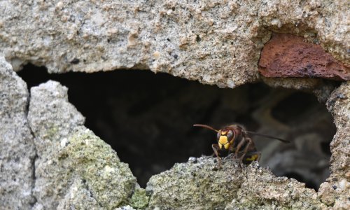 Rizik za zdravlje ljudi i ekosustave: Invazivne vrste u EU stvaraju ekonomsku štetu od 12 milijardi eura godišnje