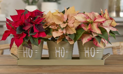 Pogledajte ideje za adventske i božićne dekoracije s ovom blagdanskom ljepoticom