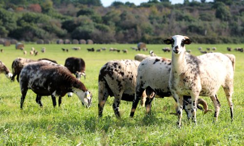 Rejci ovac in koz v Hrvaški zahtevajo znižanje DDV na sir zaradi upada proizvodnje