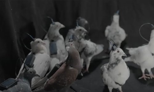 Ulazimo li u eru biodronova? Putinovi znanstvenici razvili 'špijunske golubove'