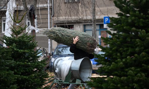 Božićna drvca već su u ponudi: Pazite koliko ćete morati izdvojiti za jednu jelku