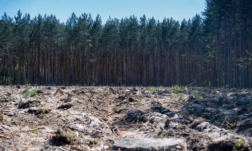 Europska uredba o deforestaciji ima saborsku većinu, ali nisu svi sretni: 'Kako će se provoditi?'