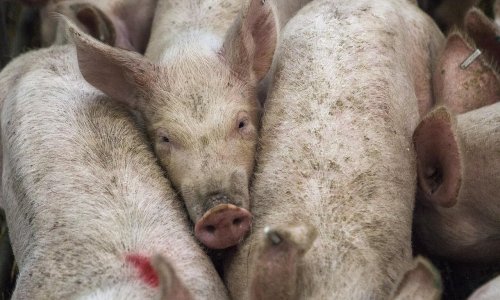 Afrička svinjska kuga ušla u europsku zemlju koja je nije imala od 1994. EU na nogama