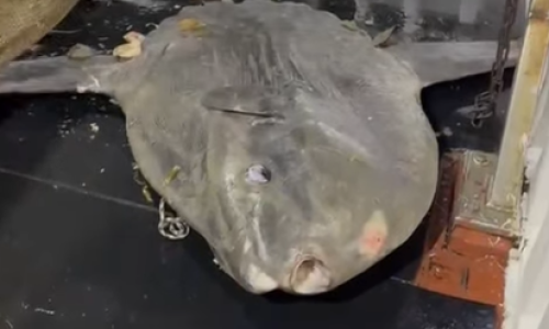 VIDEO Iz Jadrana izvukli grdosiju od 200 kila: 'Ovo je jedno od najčudnijih stvorenja'