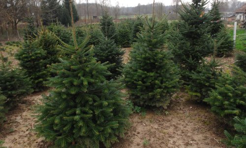 Uvoz božićnih drvaca eksplodirao za nevjerojatnih 70 posto, najviše iz Danske i Mađarske