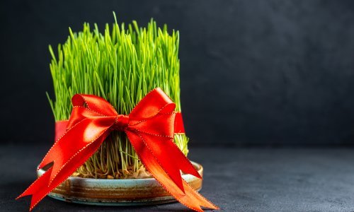 Danas slavimo svetu Luciju: Znate li zašto baš na ovaj dan sijemo pšenicu?