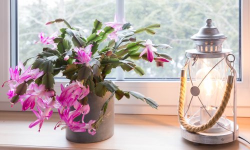 Ako nikako ne možete natjerati svoj božićni kaktus da procvjeta, ovo vrijedi isprobati