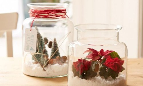 Čarobna zimska biljka najljepši je božićni poklon, a evo što sve s njom možete napraviti