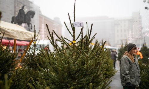 U centru Zagreba prodaju se božićna drvca, iza svega stoji humani motiv