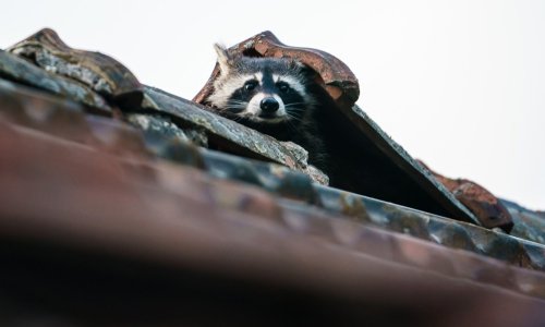 Mrtav-pijan rakun poharao trgovinu, osumnjičen za više 'provala'