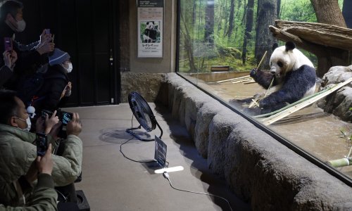 Japanci u suzama: Uskoro vraćaju Kini divovske pande blizance