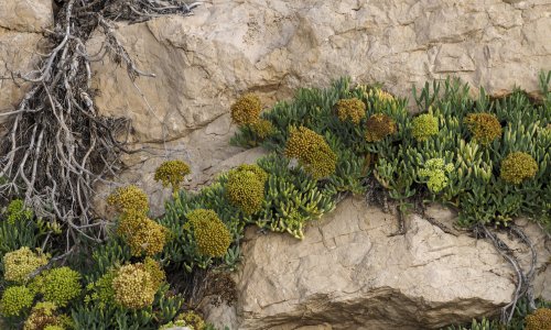 Ove biljke uspijevaju ondje gdje druge propadaju – i mogle bi promijeniti obalu