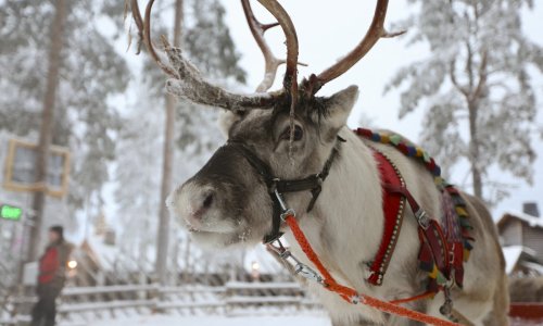 Djed Božićnjak ostaje bez prijevoza? Finski sobovi su ugroženi, a za sve je kriv Putin