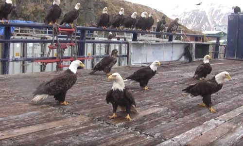 Bjeloglavi orlovi okupili se za gozbu