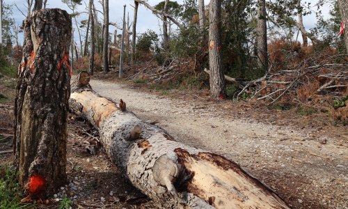 Kreće obnova Marjana: Bit će srušeno 4000 stabala, moguća je još veća šteta