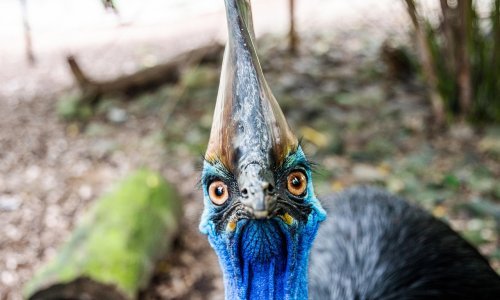 Najopasnija vrsta ptice ubila dvije osobe, trči za ljudima i autima: No, iznimno je važna za ekosustav