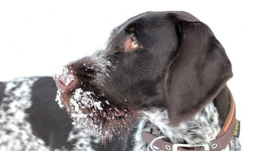 Prijatelji životinja upozoravaju usred niskih temperatura: 'I ako prežive, iznimno pate'