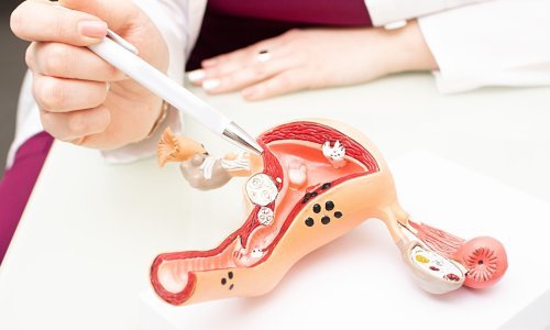 'Stidnica' podijelila stručnjake: Pravobraniteljica traži promjenu naziva spolnog organa