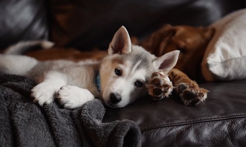 Znanstvenici izračunali ugljični otisak hrane za pse