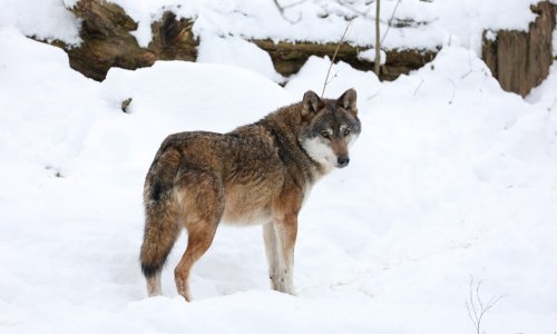 Novi plan za vukove u Hrvatskoj: Opažena 43 čopora, stanje je dobro samo u jednoj regiji