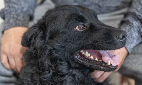 Stariji od 'stoljeća sedmog': Ovaj pas je bio uz Hrvate i prije njihova doseljenja na more