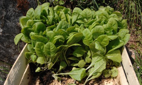 U ovoj županiji, uzgoj duhana je značajan za opstanak stanovništva, traže potporu ministarstva