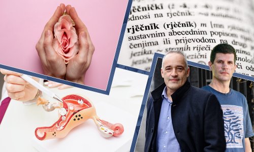 Akademijin rječnik stidnicom naziva spolovilo kobile. A znate li što zapravo na latinskom znači – penis?