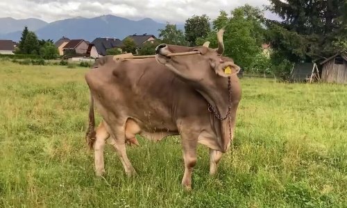 [VIDEO] Ovo je Veronika, krava koja je zadivila znanstvenike