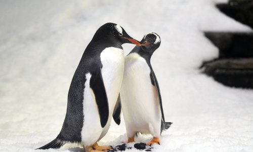 Znanstvenici zabrinuti: Ono što se događa pingvinima nikada prije nije zabilježeno kod kralježnjaka