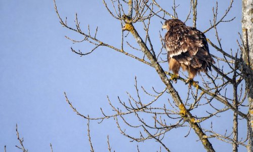 Rijetki kraljevski orao viđen u Hrvatskoj